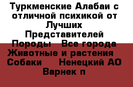 Туркменские Алабаи с отличной психикой от Лучших Представителей Породы - Все города Животные и растения » Собаки   . Ненецкий АО,Варнек п.